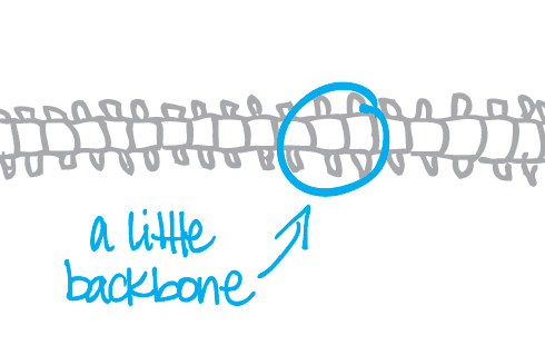 a backbone